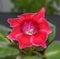 Purple gloxinia flower, family Gesneriaceae, close up