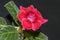 Purple gloxinia flower, family Gesneriaceae, close up