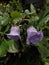 purple gloxinia flower in the garden