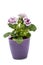 Purple Gloxinia flowers