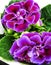 Purple Gloxinia Sonata Sinningia speciosa