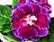 Purple Gloxinia Sonata Sinningia speciosa