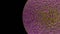 Purple Gold Intro or Outro Abstract Alien Planet Rotate on Space Background on Right Frame