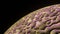 Purple Gold Intro or Outro Abstract Alien Planet Rotate on Space Background on Side View
