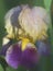 Purple Gold and Light tan Tall Bearded Iris Blossom