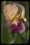 Purple Gold and Light tan Tall Bearded Iris Blossom