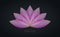 Purple Gold Lotus logo, Flower of Life. Sacred Geometry. Symbol of Harmony and Balance. Golden Luxury Sign of purity. Chakra Yoga