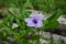 Purple golden flower or Ruellia tuberosa L with green leaves in the garden. pletekan, Kencana Ungu, Mexican petunia, Mexican