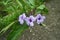 Purple golden flower or Ruellia tuberosa L with green leaves in the garden. pletekan, Kencana Ungu, Mexican petunia, Mexican