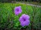 Purple golden flower used as a garden fence