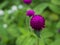 Purple Gomphrena globosa flower closeup, Lowkey