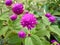 Purple Gomphrena Globosa Flower in the garden