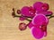 Purple gorgeous bloom of Phalaenopsis orchid with white edges, â€œmoth orchidsâ€. Beautiful exotic flowers.