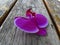 Purple gorgeous bloom of Phalaenopsis orchid with white edges, â€œmoth orchidsâ€. Beautiful romantic exotic flowers.