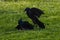 Purple Grackles Fighting in the grass