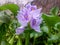 purple gradient colored water hyacinth flowers photographed in the pond