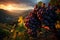 Purple grape bunches hanging on vines with green leaves on a mountain overlooking a valley with vineyards. Sunset with orange