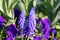 Purple Grape hyacinth close-up, Muscari neglectum, in background garden pansies