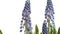 Purple Grape Hyacinth (Muscari sp.) Flower Time-lapse