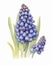 purple Grape Hyacinths flowers on white background generative AI