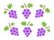 Purple grape icon set. Fruits group vector illustration. Different violet grape vine forms.