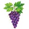 Purple grape on white background