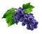 Purple grapes bunch on white background