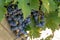 Purple Grapes Growing on Vine on Argentine Vineyard