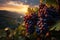 Purple grapes hanging on vines with green leaves on a mountain overlooking a cultivated valley. Sunset with orange clouds