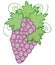 Purple Grapes Illustration