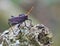 Purple Grasshopper