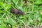 Purple grasshopper in Tortuguero National Park, Costa Rica
