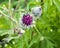 Purple greater burdock flower
