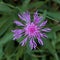 Purple greater Knapweed flower