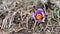 Purple greater pasque flower - Pulsatilla grandis - growing in dry grass, close up detail