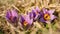 Purple greater pasque flower - Pulsatilla grandis - growing in dry grass, close up detail