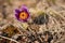 Purple greater pasque flower - Pulsatilla grandis - growing in dry grass, close up detail on yellow head center