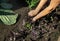 Purple and Green Basil Bunch in Farmer Hands