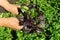 Purple and Green Basil Bunch in Farmer Hands