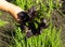 Purple and Green Basil Bunch in Farmer Hands