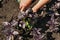 Purple and Green Basil Bunch in Farmer Hands