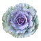 Purple - Green cabbage isolated (Longlived Cabbage)