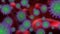 Purple and green cells of bacteria or covid-19 virus, cells randomly move and rotate against the red background of human