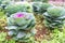 Purple and green decorative ornamental cabbage in a botanical ga