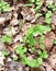 Purple and green flower of and tripartite leaves of jack in the pulpit in a spring forest.