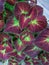 Purple and green leaves of the coleus plant.Plectranthus scutellarioides