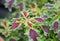Purple and green leaves Plectranthus scutellarioides
