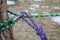 purple and green ropes, tied to tree with steel carabiner. Mountaineering, rock climbing training and education.