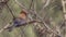 Purple Grenadier on Tree Branch