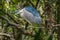 PURPLE grey heron standing in the branch